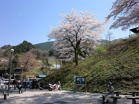 2011年4月秩父、羊山公園芝桜と名栗ツーリング