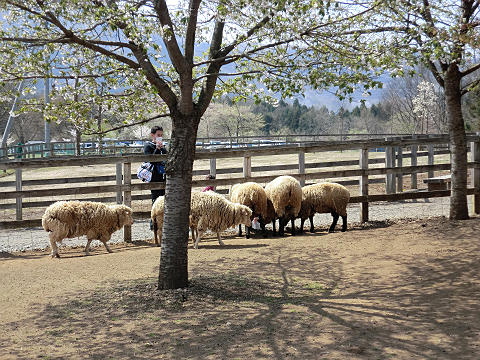 2011年4月秩父、羊山公園芝桜と名栗ツーリング