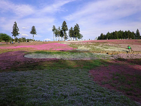 2012年芝桜ツーリング