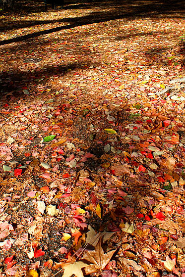 2012年11月森林公園紅葉ツーリング
