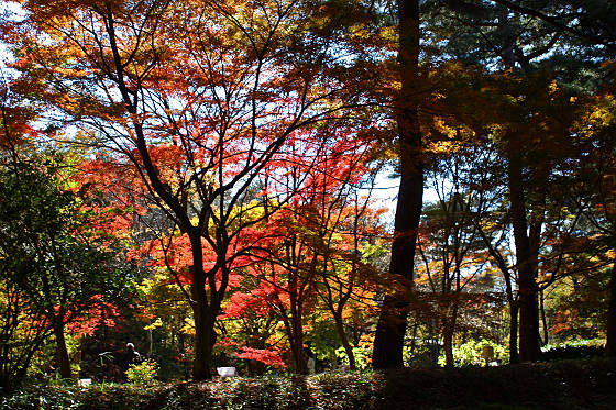 2012年11月森林公園紅葉ツーリング
